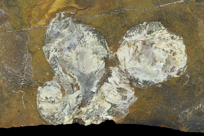 Fossil Flowering Plant Reproductive Structures - North Dakota #133140